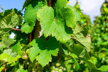 Sonbaharda bağda beyaz üzümler