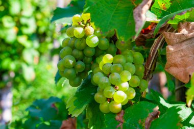Üzüm bağında yaprakları olan güzel yeşil üzümlere yakın.