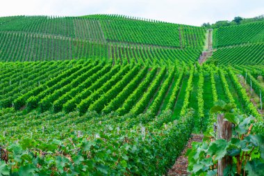 Hasattan önce yeşil üzüm bağlarının güzel manzarası