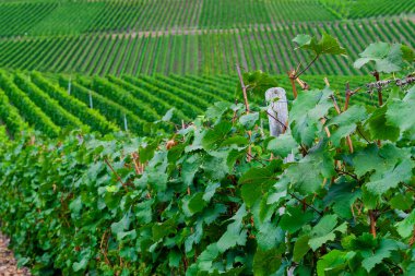 Hasattan önce yeşil üzüm bağlarının güzel manzarası
