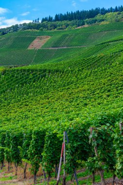 Hasattan önce yeşil üzüm bağlarının güzel manzarası