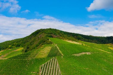 Güzel yeşil üzüm bağı, hasattan önce sonbahar manzarası