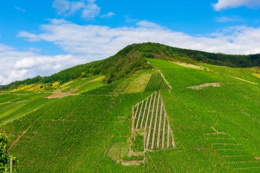 Hasattan önce yeşil üzüm bağlarının güzel manzarası