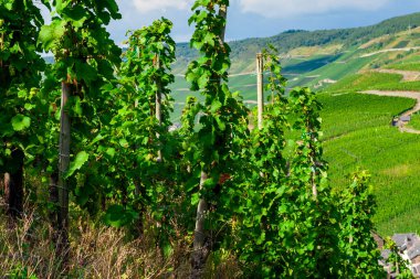 Yeşil üzüm bağındaki üzüm sıralarını kapat 