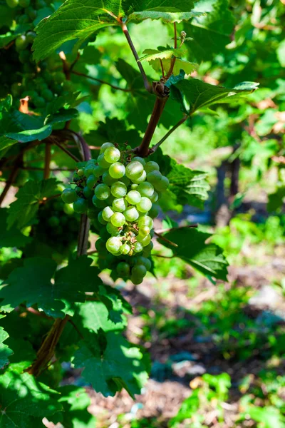 Close Beautiful Green Grapes Leaves Vineyard — Stock Photo, Image