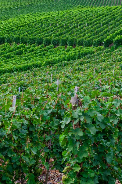 Vinha Verde Bonita Paisagem Outono Antes Colheita — Fotografia de Stock