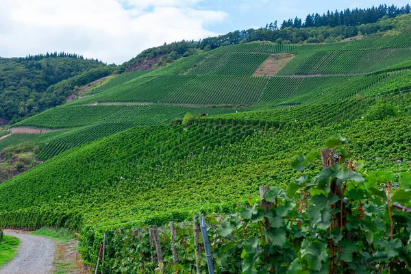 stock image Beautiful landscape of green vineyard before harvest