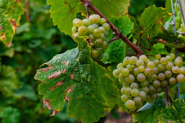 Beau Gros Plan Des Raisins Verts Vigne Avant Récolte — Photo