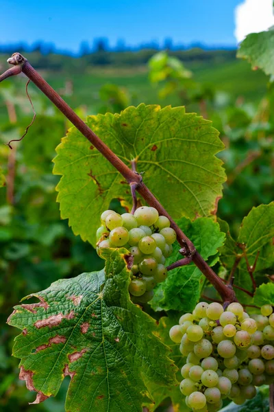 Beautiful Close Green Vine Grapes Harvest — Stock Photo, Image