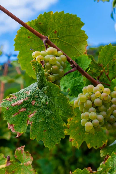 Beautiful Close Green Vine Grapes Harvest — Stock Photo, Image