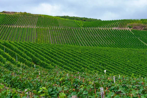 Beau Paysage Vignes Vertes Avant Récolte — Photo