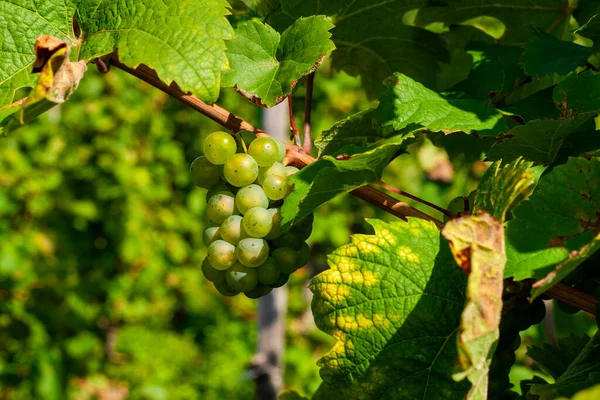 Raisins Blancs Dans Vignoble Automne — Photo