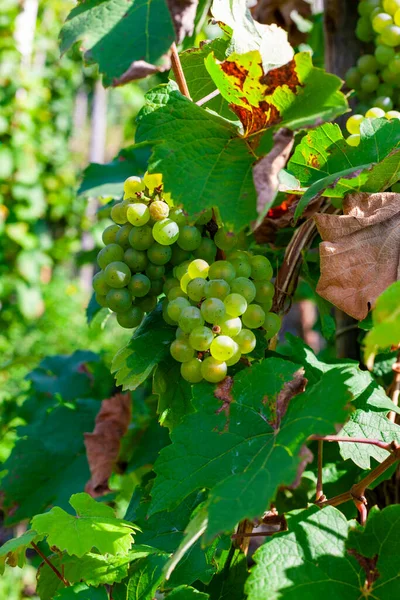 Close Beautiful Green Grapes Vineyard — Stock Photo, Image