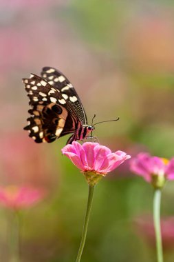 Manyara bölgesindeki pembe çiçek tarlasında kelebek resmi.
