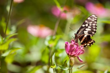 Manyara bölgesindeki pembe çiçek tarlasında kelebek resmi.