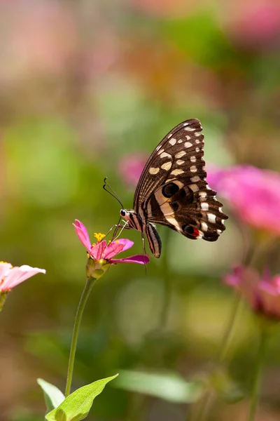 Macro Tiro Mariposa Campo Flores Color Rosa Región Manyara — Foto de Stock