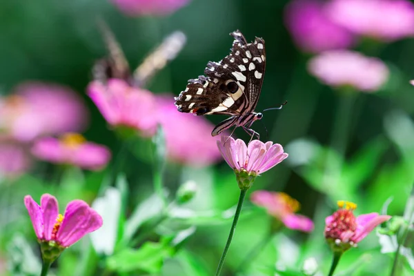 マニヤラ地方のピンクの花畑で蝶のマクロショット — ストック写真