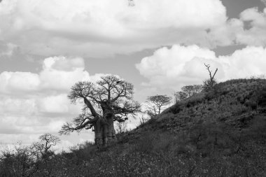 Kruger Ulusal Parkı, Kuzeydoğu Güney Afrika