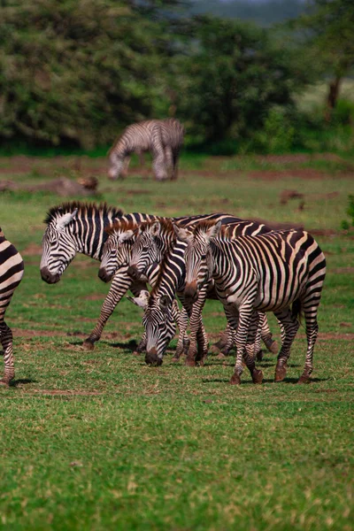 Zebras Grazing Lake Manyara National Park Tanzania — Stock Photo, Image