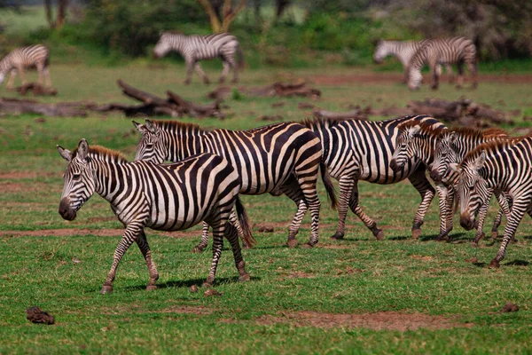 Zebry Pasące Się Parku Narodowym Jezioro Manyara Tanzania — Zdjęcie stockowe