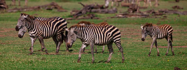 Zebry Pasące Się Parku Narodowym Jezioro Manyara Tanzania — Zdjęcie stockowe