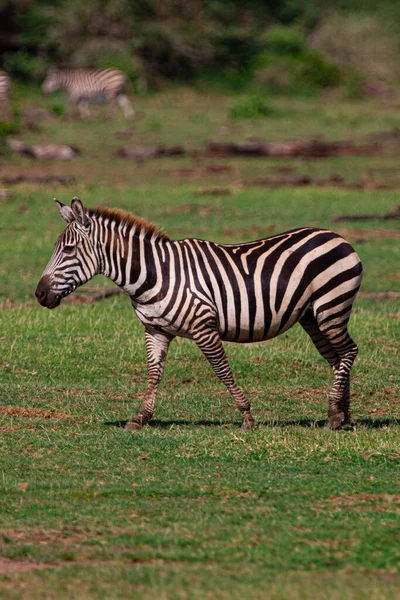 Zebras Pastando Parque Nacional Lago Manyara Tanzânia — Fotografia de Stock