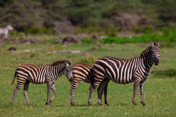 Zebras Grasen Lake Manyara Nationalpark Tansania — Stockfoto