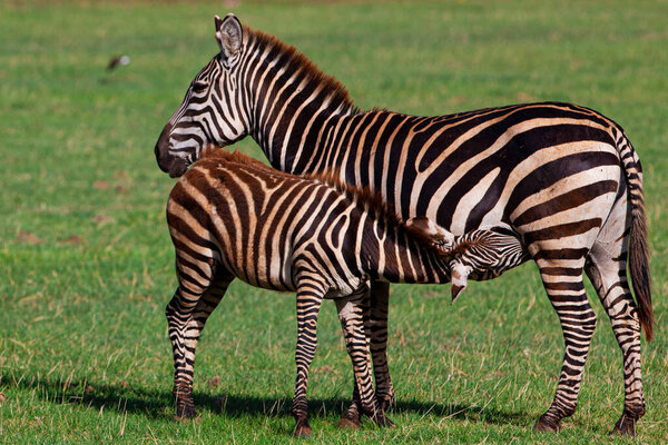 Zebras grazing in the Lake Manyara National Park, Tanzania