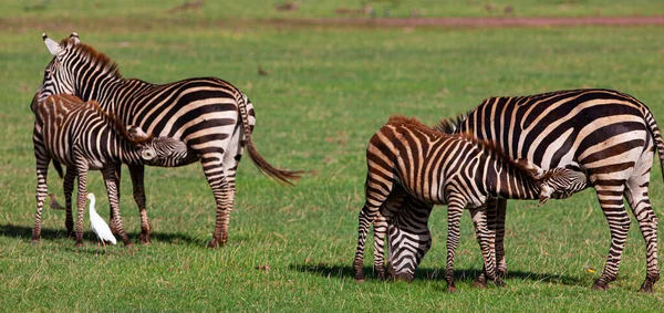 Zebrák Legeltetés Manyara Nemzeti Parkban Tanzánia — Stock Fotó