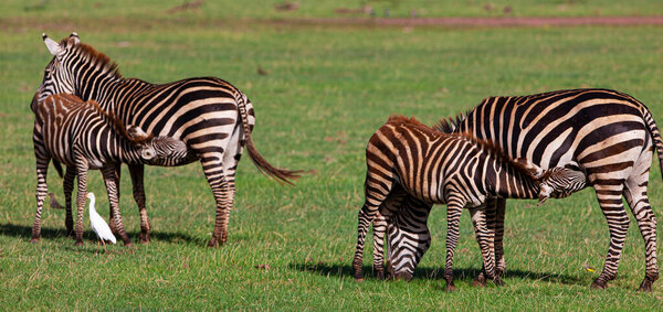 Zebras grazing in the Lake Manyara National Park, Tanzania