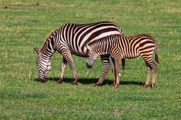 Zebras Pastando Parque Nacional Lago Manyara Tanzânia — Fotografia de Stock