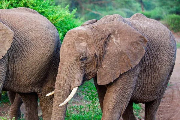 Elefantes Parque Nacional Del Lago Manyara Tanzania —  Fotos de Stock