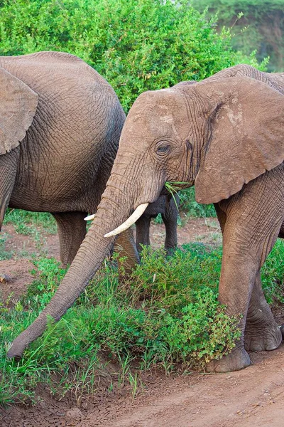 Elefantes Parque Nacional Del Lago Manyara Tanzania —  Fotos de Stock