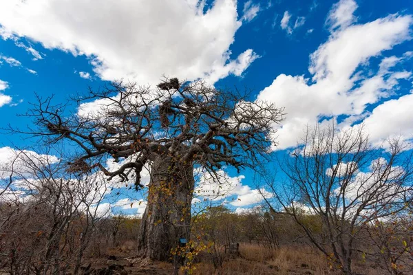 Duże Drzewo Baobabowe Parku Narodowym Kruger Republika Południowej Afryki — Zdjęcie stockowe