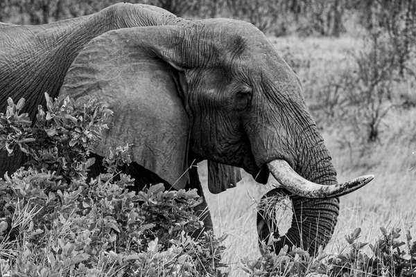 Elefante Africano Parque Nacional Kruger África Sul — Fotografia de Stock