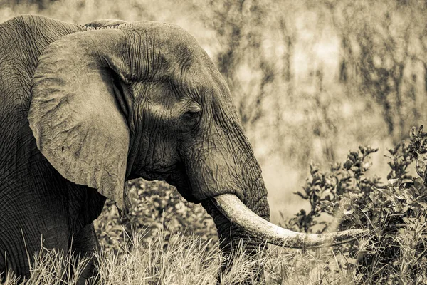 Afrikai Elefánt Kruger Nemzeti Parkban Dél Afrikában — Stock Fotó