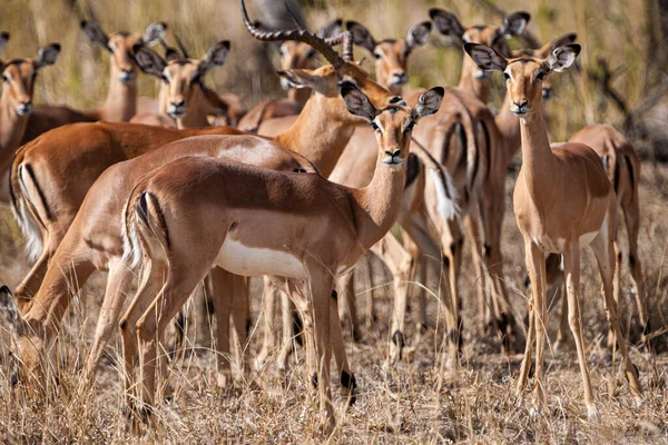 Herd of antelopes in  Kruger National Park, South Africa