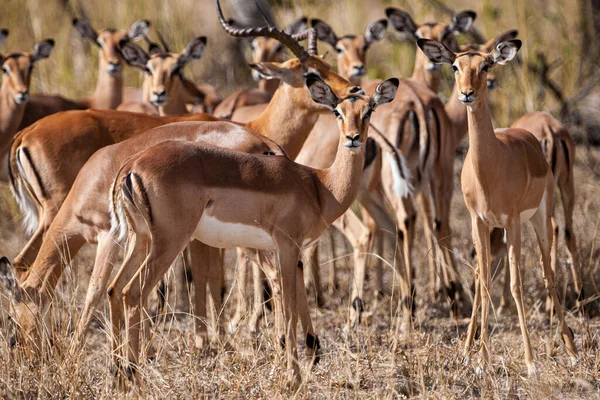 Αγέλη Αντιλόπων Στο Εθνικό Πάρκο Kruger Νότια Αφρική — Φωτογραφία Αρχείου