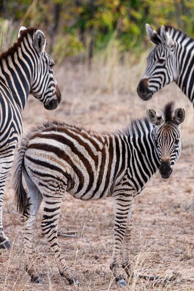 Zebrák Kruger Nemzeti Parkban Dél Afrika — Stock Fotó