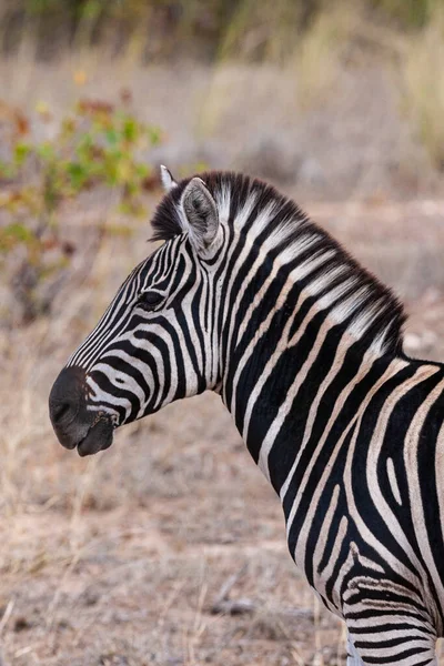 Cebra Parque Nacional Kruger Sudáfrica — Foto de Stock