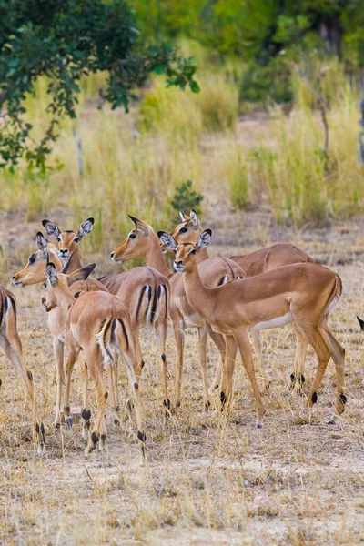 Impala Antelopes Parque Nacional Kruger Sudáfrica — Foto de Stock