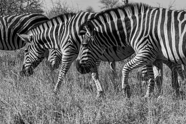 Zèbres Kruger National Park Afrique Sud — Photo