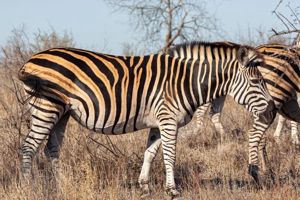 南アフリカのクルーガー国立公園にあるゼブラス — ストック写真