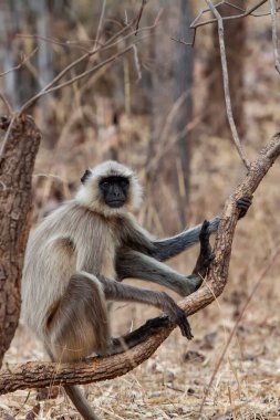 Gray Langur, Hindistan 'daki Bandhavgarh Ulusal Parkı' nda Hanuman Langur olarak da bilinir. Bandhavgarh, Madhya Pradesh 'te yer almaktadır. Hintli langurlar uzun kuyruklu maymunlardır..