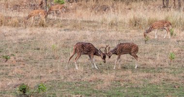 Hindistandaki Bandhavgarh Ulusal Parkı 'nda benekli geyik ya da eksen geyiği olarak da bilinir. Bandhavgarh Madhya Pradesh 'te yer almaktadır..