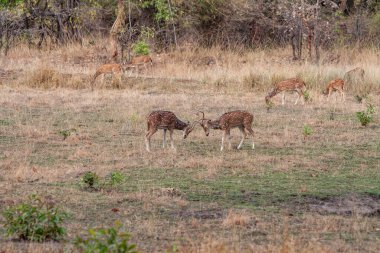 Hindistandaki Bandhavgarh Ulusal Parkı 'nda benekli geyik ya da eksen geyiği olarak da bilinir. Bandhavgarh Madhya Pradesh 'te yer almaktadır..