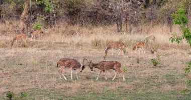 Hindistandaki Bandhavgarh Ulusal Parkı 'nda benekli geyik ya da eksen geyiği olarak da bilinir. Bandhavgarh Madhya Pradesh 'te yer almaktadır..