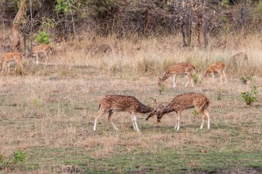 Hindistandaki Bandhavgarh Ulusal Parkı 'nda benekli geyik ya da eksen geyiği olarak da bilinir. Bandhavgarh Madhya Pradesh 'te yer almaktadır..