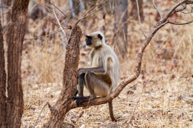 Gray Langur, Hindistan 'daki Bandhavgarh Ulusal Parkı' nda Hanuman Langur olarak da bilinir. Bandhavgarh, Madhya Pradesh 'te yer almaktadır. Hintli langurlar uzun kuyruklu maymunlardır..