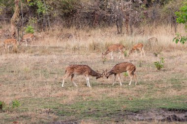 Hindistandaki Bandhavgarh Ulusal Parkı 'nda benekli geyik ya da eksen geyiği olarak da bilinir. Bandhavgarh Madhya Pradesh 'te yer almaktadır..